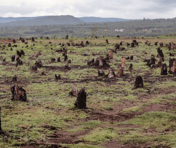 전 세계에서 매시간 축구장 300개 크기의 숲이 사라지고 있다. 오는 2030년이 되면 지구의 숲은 10%만이 남아 있을 것이고, 삼림 벌채가 중단되지 않는다면 100년 안에 모두 사라질 것으로 예측된다. [사진출처 = Earth.Org] 