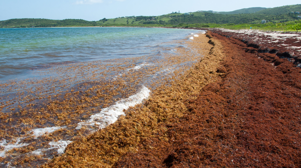 미국 해양대기청(NOAA)은 미국 해안과 오대호 해역에서 ‘유해 조류 대번성(HAB) 및 저산소증 연구’ 프로젝트와 모니터링 활동을 위해 2천10만 달러의 자금을 지원한다고 발표했다. 사진은 Sargassum 해초로 뒤덮인 카리브 해의 세인트 마틴 해변(푸에르토리코 동쪽) [사진출처(Photo source) = NOAA AOML]