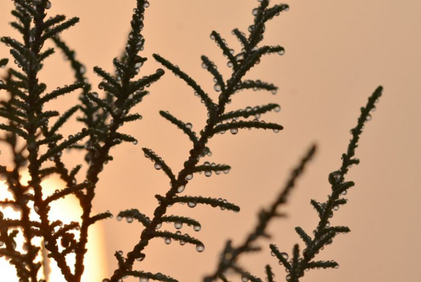 NYU 아부다비 연구원들은 사막 관목이 공기 중의 물을 효율적으로 포집하는 방법을 밝혀냈다 [사진출처(Photo source) = NYU ABU DHABI]