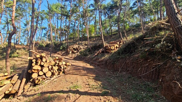 의령군은 관내 산림을 대상으로 대대적인 '숲가꾸기사업'을 추진하고 있다고 지난 11월 14일 밝혔다. [사진제공 = 의령군]