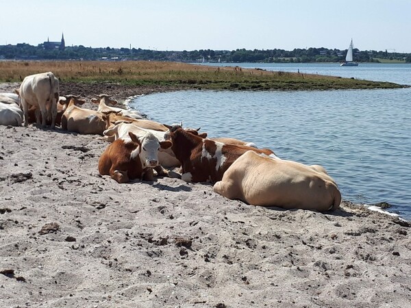 �׻��� ���� ���׸���(Antibiotics-Resistant Bacteria)�� ȯ�濡�� �ڿ������� �߻������� �ֿ� ������ �ΰ��� ���ؼ� ���ȴ�. ���� ���, ���� �ϡ���� �� ó���� �ϼ�������, ����� �д� �� �̷��� �̷��� ���׼� ȯ������ Ȯ��� �� �ֽ��ϴ�. [������ó(���� ��ó) = ����ȯ��û(EEA)]