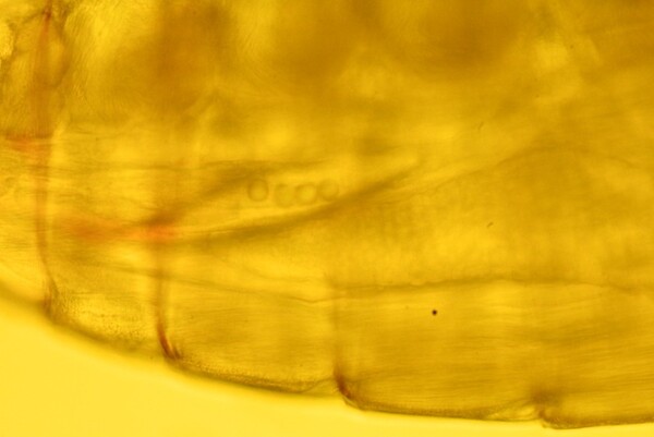 &nbsp;�䰢��(copepod)�� �߾� ��(���)���� ������ �̼��ö�ƽ ���. ���� ǥ��(Fluorescently Labelled)�� ��带 ����� �ð�ȭ�� �ĺ��� �����ϴ�. [��������(Photo Source) = �ø��ӽ� �ؾ翬����(Plymouth Marine Laboratory)]